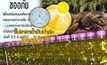 น้ำมันปาล์ม ใครได้ ใครเสีย? 17-06-62