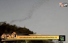 นทท.แห่ชมค้างคาว หมอล็อตนำทีมตรวจไม่พบโควิด-19