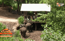 จ.เชียงใหม่ เพิ่มมาตรการป้องกันช้างทำร้ายคน