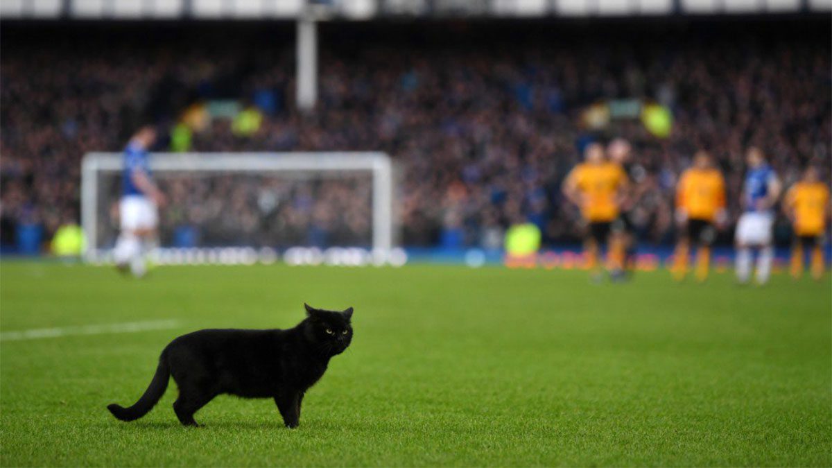 ทำอะไรกันเจ้ามนุษย์! ‘แมวดำ’ ป่วนสนามคู่ ‘ท๊อฟฟี่-หมาป่า’ เรียกเสียงปรบมือจากแฟนบอล