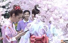 สุดตระการตา! เทศกาลชมดอกซากุระครั้งแรกในประเทศไทย