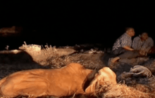 วัวตายยกฝูงคาดถูกวางยาพิษ