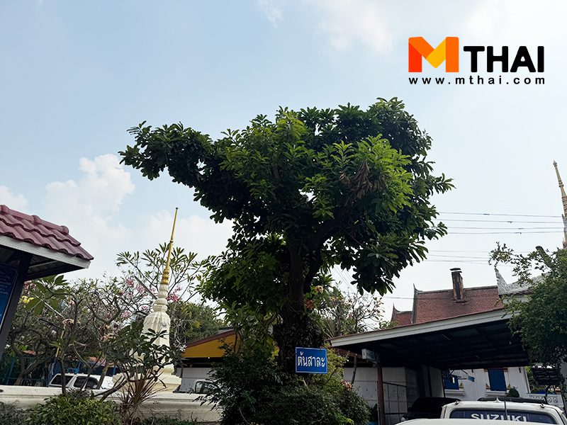 ต้นสาละ