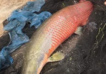 เจอแล้ว ปลาช่อนอเมซอน หนองกระทิง ลำปาง หลังตามหามากว่า 8 เดือน