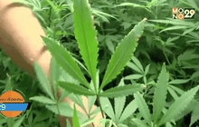 ปลดล็อคพืชกัญชา เพื่อทำยาหรือสนองตัณหาผู้เสพ