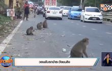 วอนขับรถช้าระวังชนลิง