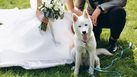 โรงแรมจัดงานแต่งงาน Pet Friendly มีไหม มีเงื่อนไขอะไรบ้าง