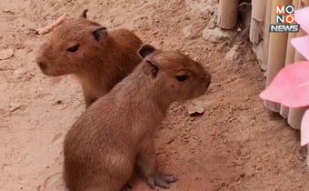 สุดน่ารัก! สวนสัตว์อุบลฯ ชวนตั้งชื่อลูกคาปิบาราสมาชิกใหม่ 2 ตัว ขอขึ้นต้นด้วยคำว่าใบ