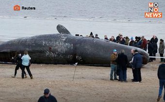 วาฬหัวทุยเกยตื้นตายเกลื่อน บริเวณชายหาดออสเตรเลีย 14 ตัว
