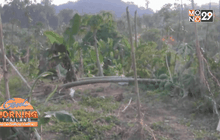 หวั่นถูกช้างป่าทำร้าย ชาวสวนหันกรีดยางกลางวัน