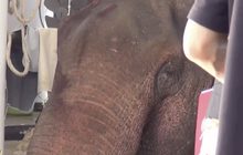 แพทย์เผย “พลายชมพู” กระดูกสันหลังหัก เส้นประสาทฉีกขาด
