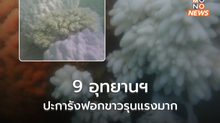 กรมอุทยานฯ ระบุ 9 อุทยานฯ มีปะการังฟอกขาวรุนแรงมาก กว่า 50 จุด