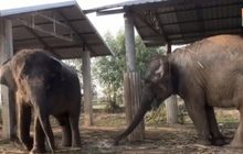 ชาวสุรินทร์พาช้าง 4 เชือก หนีโควิด-19 กลับบ้านเกิด