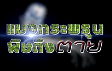 แมงกระพรุน พิษถึง…ตาย