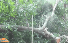 ชาวอุบลฯ เรียกร้องจับกุมขบวนการตัดไม้พะยูงอายุ 100ปี