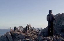 จำนวนเพนกวินแอนตาร์กติกลดลงอย่างมาก