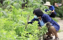 พช. ปลูกผักสวนครัว เพื่อสร้างความมั่นคงทางอาหาร จ. ตาก