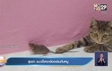สุดฮา แมวขี้เหงาต้องเล่นกับหนู