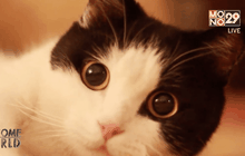 ดูวิดีโอแมวช่วยเพิ่มความกระตือรือร้น-อารมณ์ด้านบวก