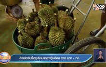ล้งเปิดรับซื้อทุเรียนราคาพุ่งเกือบ 200 บาท/ กก.