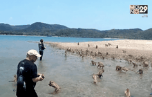 “สตูล” ทยอยอพยพลิงแสมไปปล่อยเกาะ