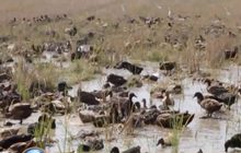 ผลกระทบจากภัยแล้งหลายพื้นที่