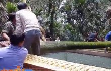 ต้นชะโนดหักโค่นหลังเกิดพายุลมแรง