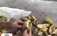 สุดแปลก! ปลาวัดศรีดอนมูลเชียงใหม่ ชอบกินกล้วยน้ำว้า