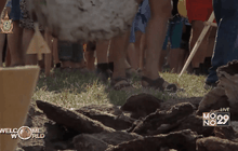 แข่งขันขว้างมูลวัวในรัสเซีย