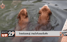 โกลเด้นแสนรู้ ว่ายน้ำเก็บขยะขึ้นฝั่ง