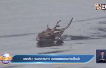 แตกตื่น! พบกวางดาว ลอยคอกลางอ่างเก็บน้ำ