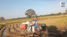 ชาวนาชายแดนหวั่นปะทะอีกรอบ เร่งเกี่ยวข้าวแม้สุกไม่เต็มที่ ลั่น พร้อมทุกเมื่อหากสั่งอพยพ