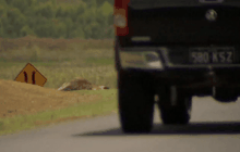 ตั้งใจขับรถชนจิ้งโจ้ตายในออสเตรเลีย