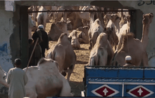 ตลาดค้าอูฐในอียิปต์