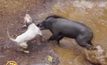 ประเพณีสู้สุนัข-หมูป่า ในอินโดนีเซีย