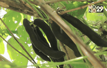 หมามุ่ยอินเดีย พืชเศรษฐกิจตัวใหม่