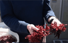 สาหร่ายทะเลพันธุ์ใหม่ รสชาติคล้าย “เบคอน”