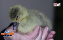 คิดค้นวิธีผลิตตับห่านด้วยวิธีธรรมชาติ