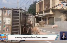 รถบรรทุกหมูพลิกคว่ำกระเด็นออกนอกรถ