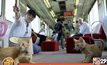 คาเฟ่แมวบนรถไฟในญี่ปุ่น