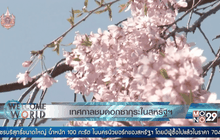 เทศกาลชมดอกซากุระในสหรัฐฯ