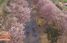 ซากุระบานสะพรั่ง ที่ ม.เกษตรฯกำแพงแสน