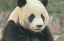 จีนส่งแพนด้าให้เกาหลีใต้ 2 ตัว