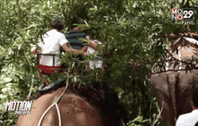 ช้างท่องเที่ยวทำร้ายควาญช้างเสียชีวิต