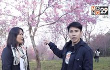 เจษฎาพาลุย : แลเขาสีชมพู ดูซากุระเมืองไทย จ.เลย