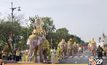 ช้าง 11 เชือก เดินขบวนเทิดพระเกียรติ