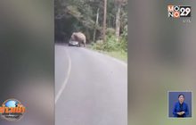 นาทีระทึกช้างเขาใหญ่ขย่มหลังคารถ