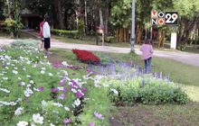 นทท.ชมดอกไม้เมืองหนาว อุทยานแห่งชาติภูหินร่องกล้า