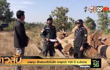 นายทุน ลักลอบตัดไม้สัก อายุกว่า 100 ปี จ.ลำปาง