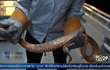 ศึกษาเกี่ยวกับงูทะเลในออสเตรเลีย